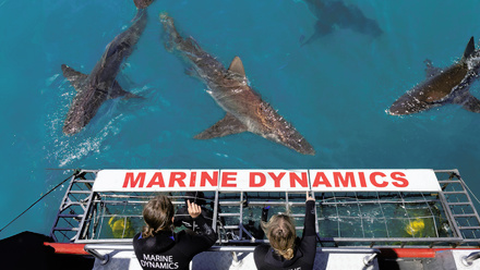 Marine Dynamics.jpg