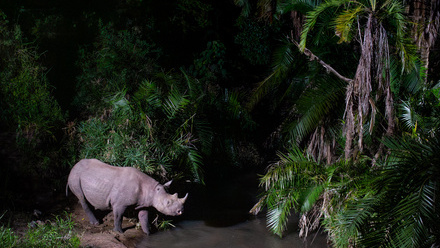 rhino1.jpg