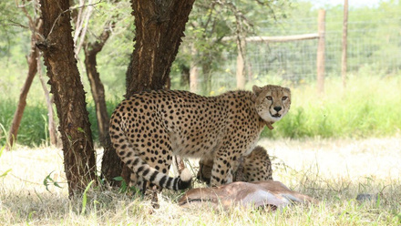 Cheetah rewilding and Cheetah Champions project.JPG 1