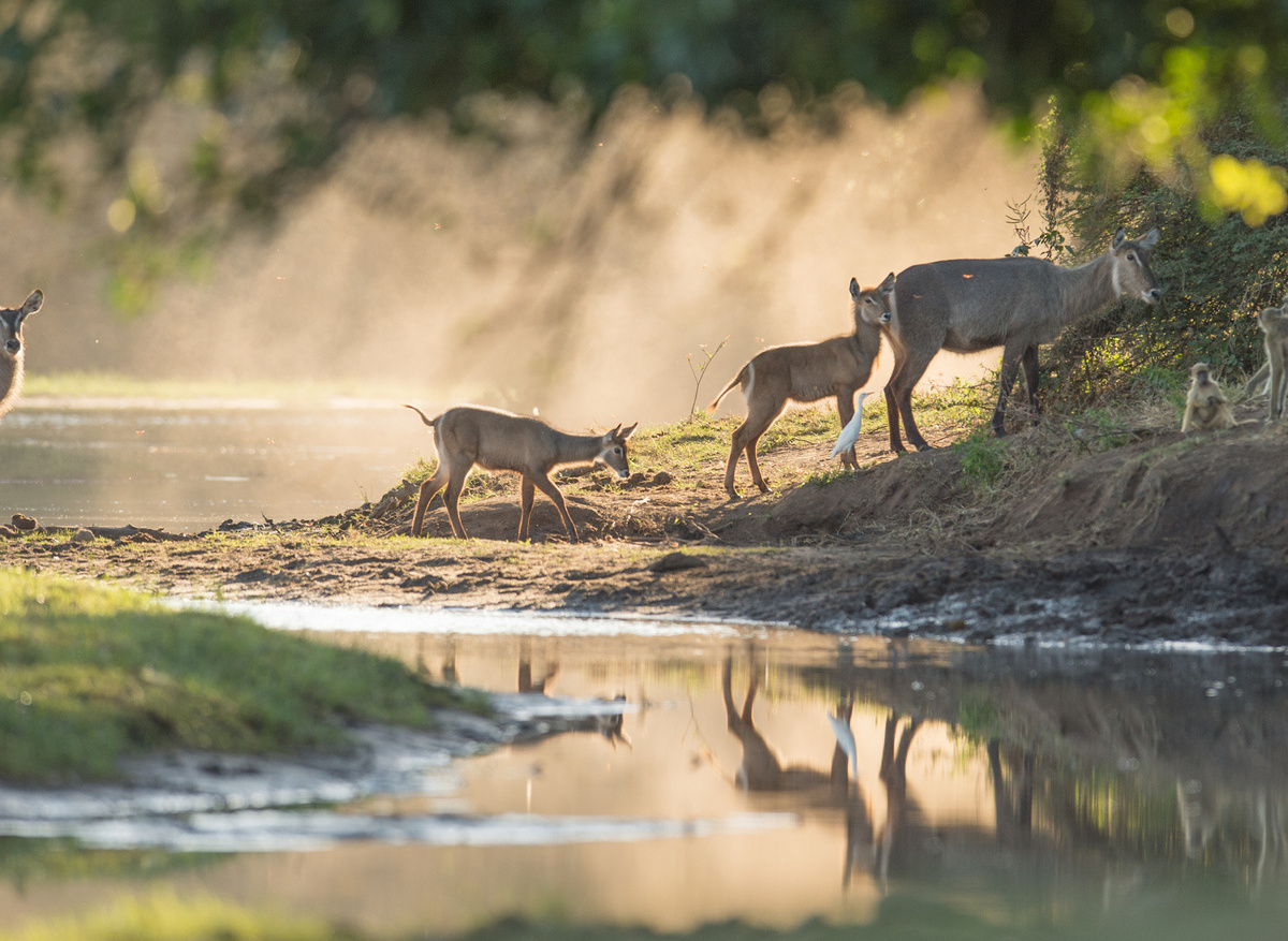 Antelope and monkeys by the river
