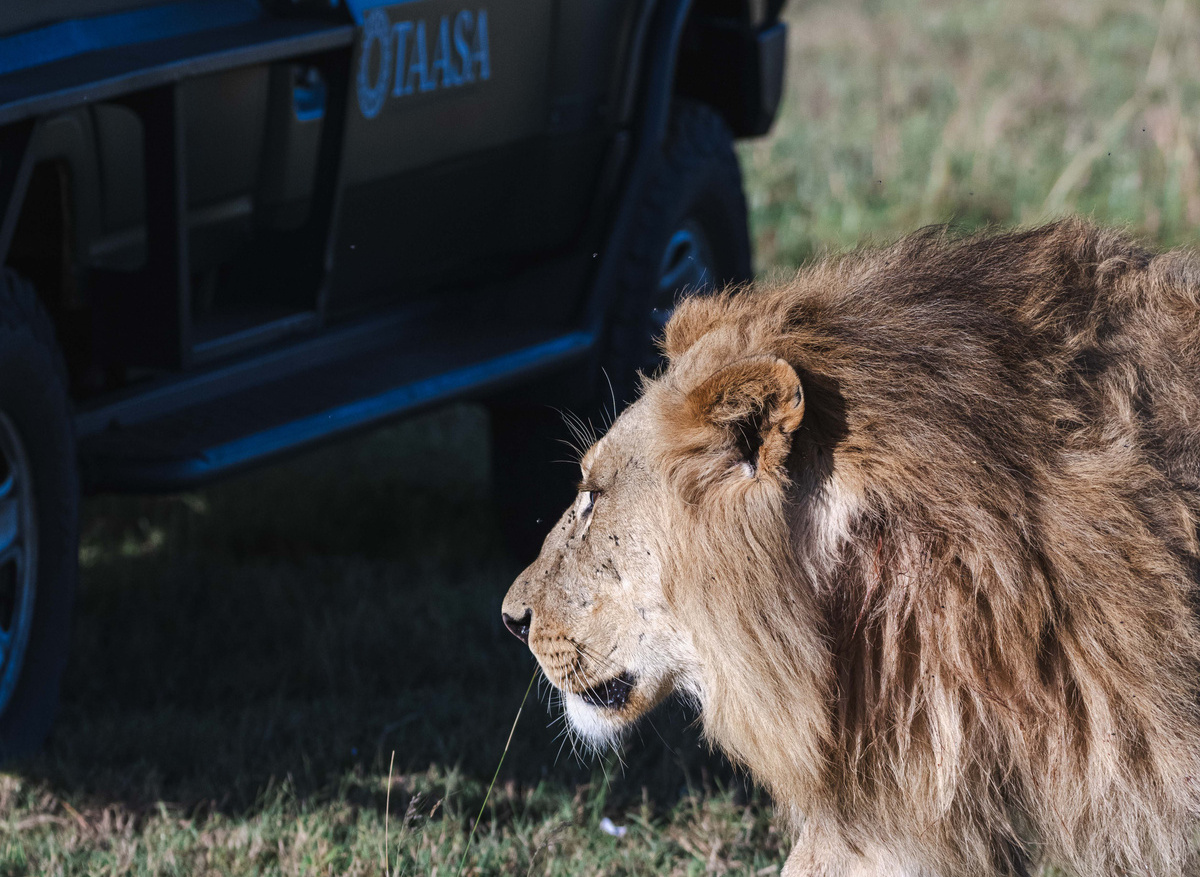 TAASA Lodge - Safari