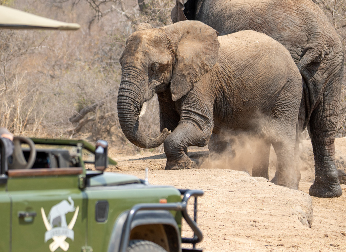 Elephant Swim and Game Drive.jpg