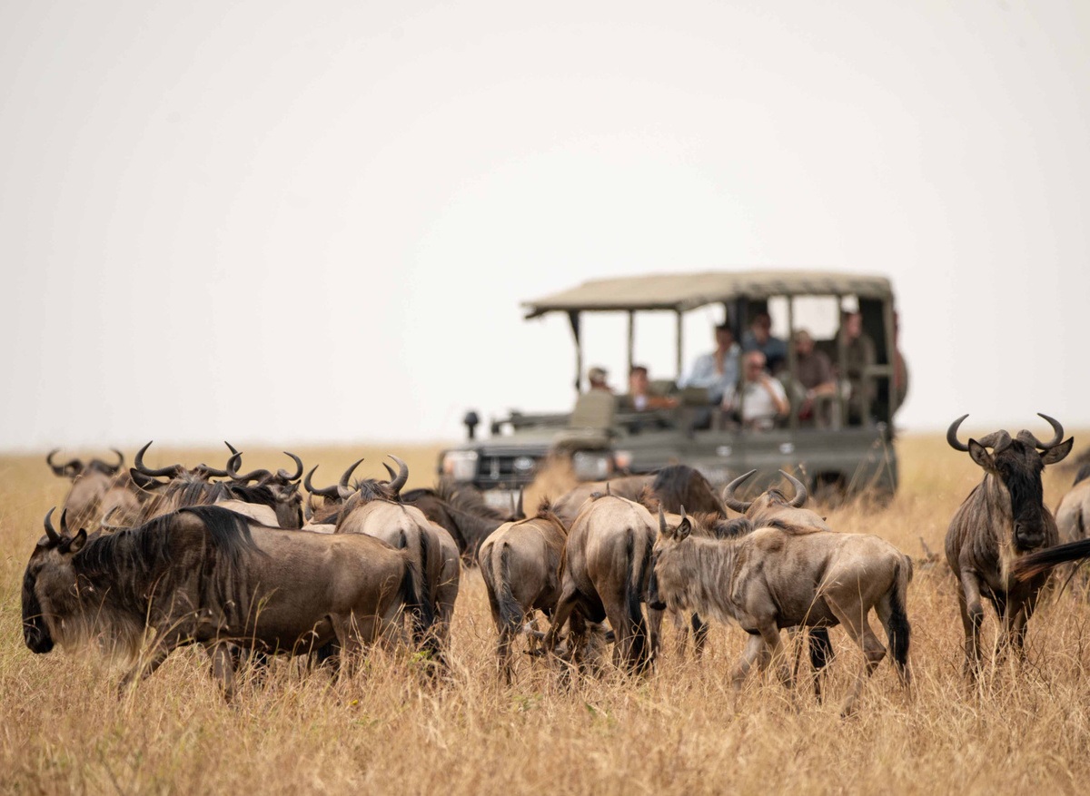 TAASA Migration Camp  - Safari