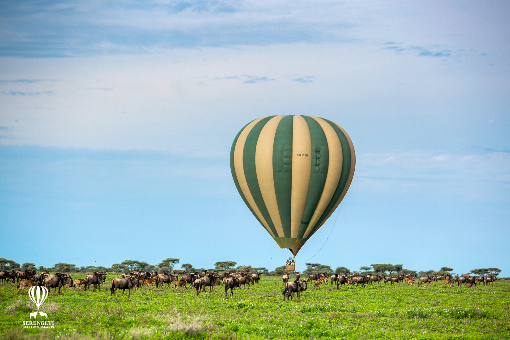 Balloon+and+Wildebeest+in+Ndutu2.JPG