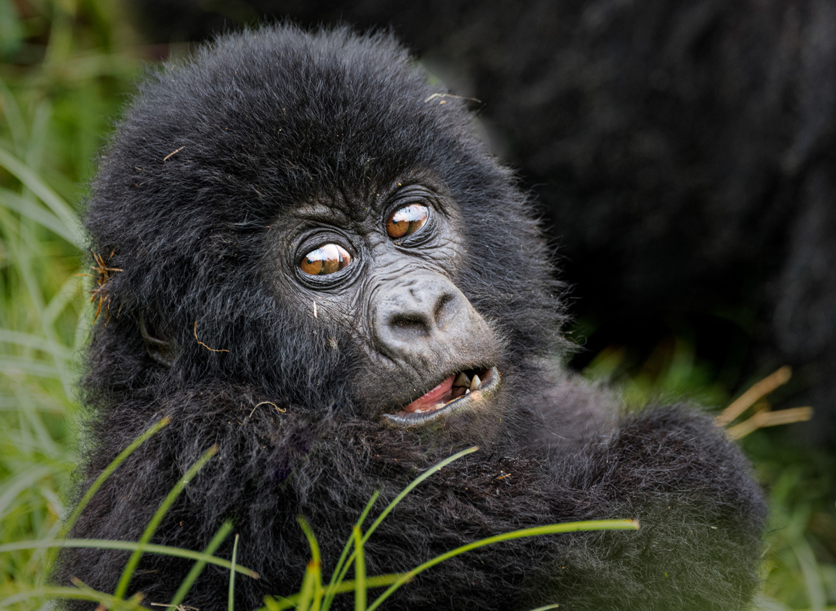 Baby Mountain Gorilla