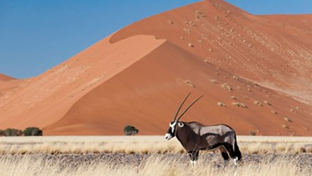 Wilderness Safaris Little Kulala_ Sossusvlei.jpg