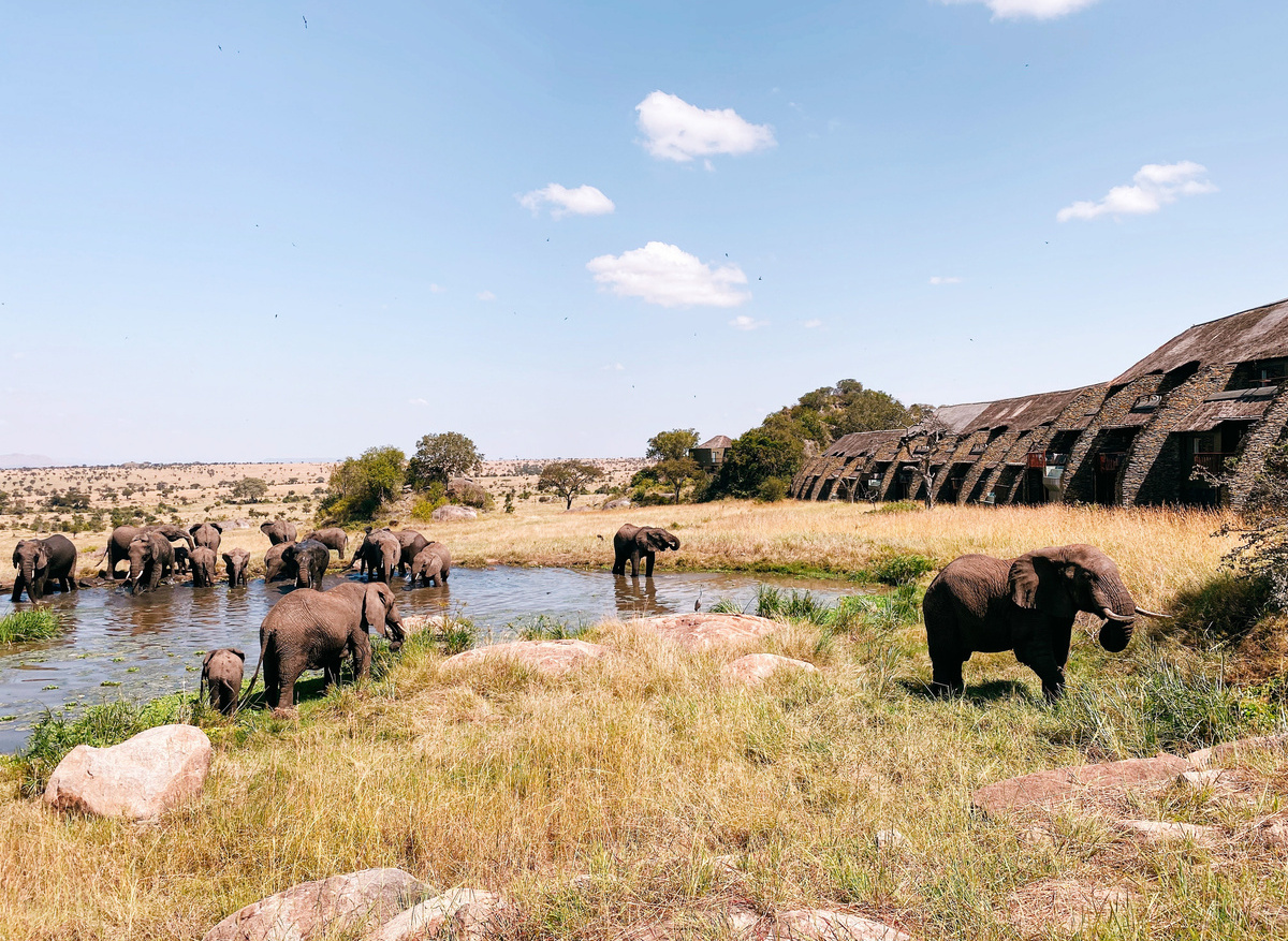 FS Serengeti 105.JPG