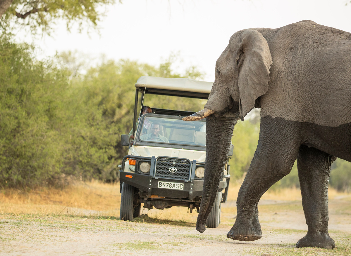 Experience wildlife up close in Botswana.jpg