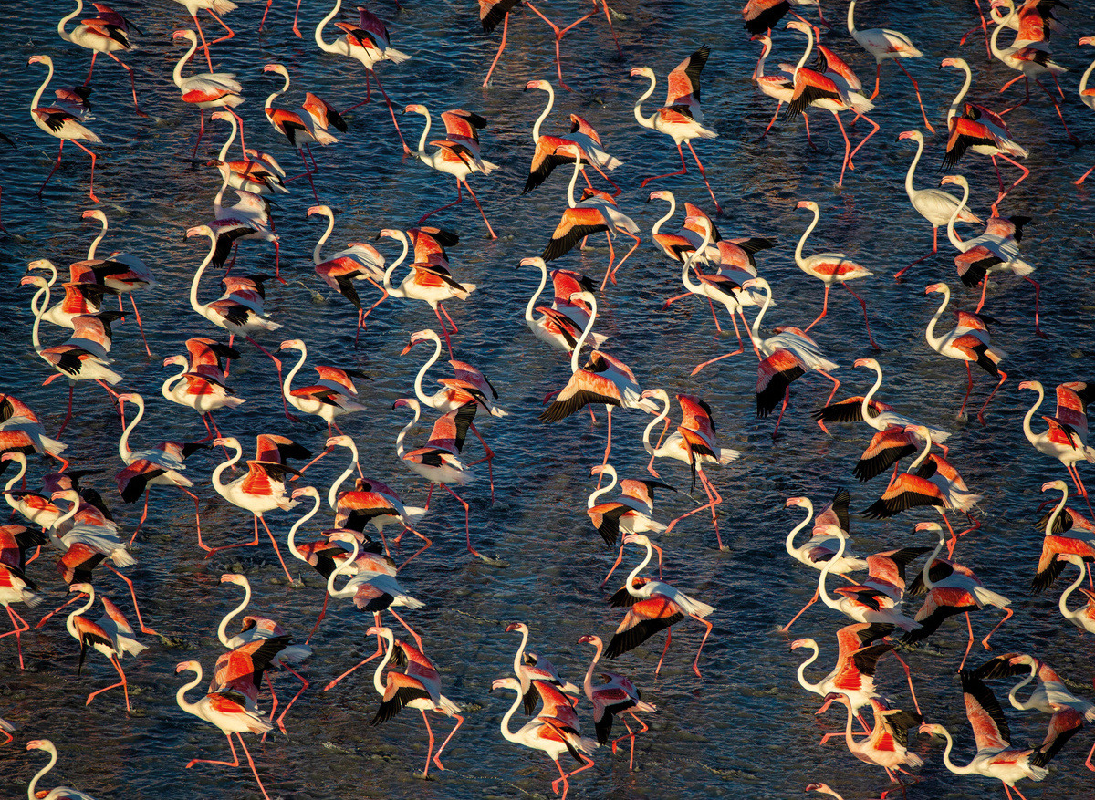 Helicopter Horizons - Makgadikgadi Pans Flamingos