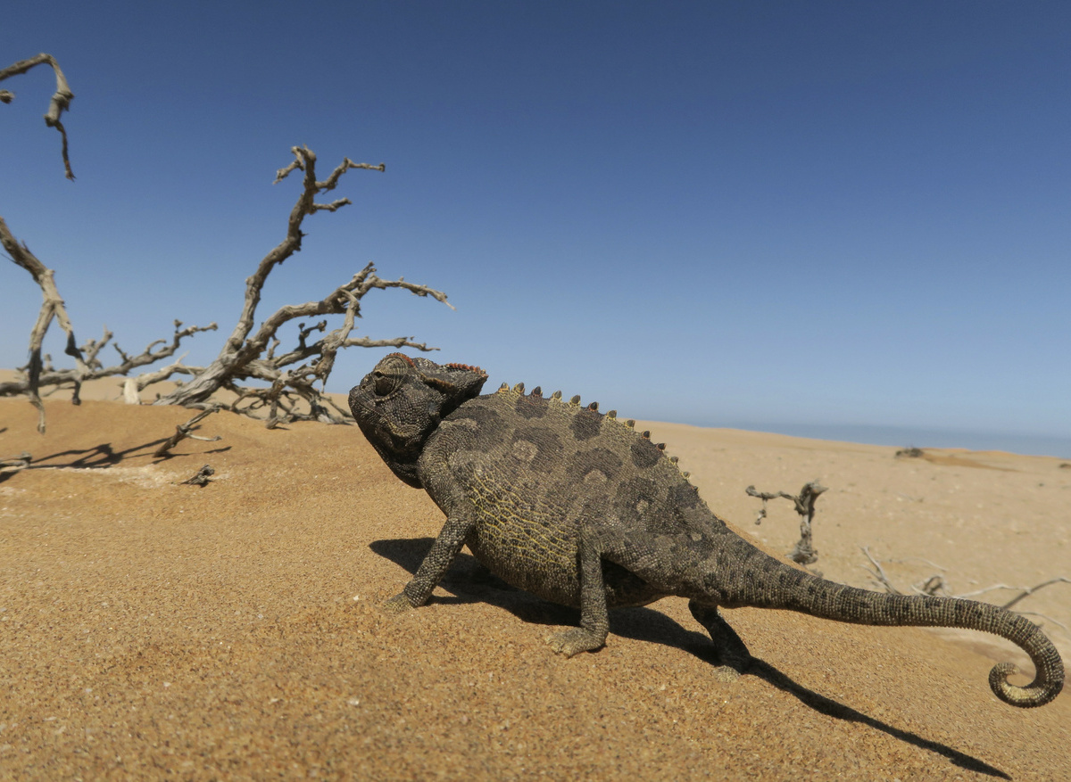Living Desert Tour Namibia