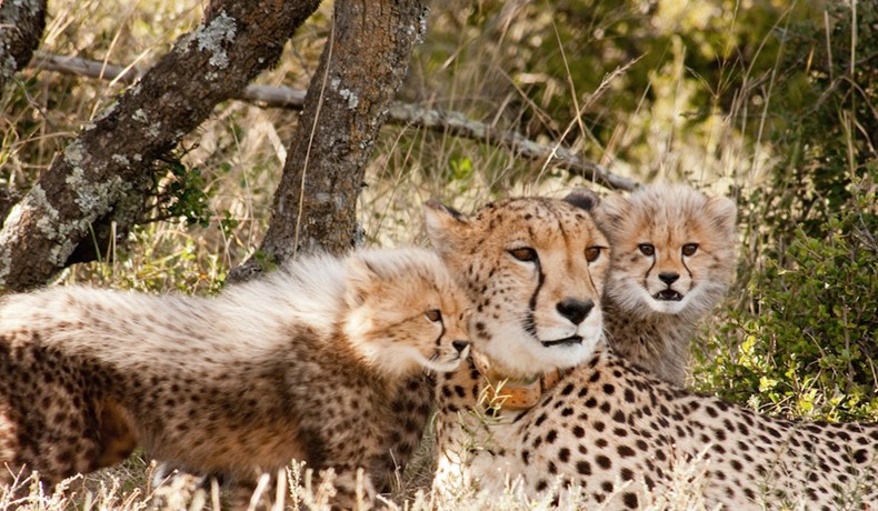 sibella-cubs-samara-karoo-south-africa-marnus-ochse-14-size-reduced.jpg