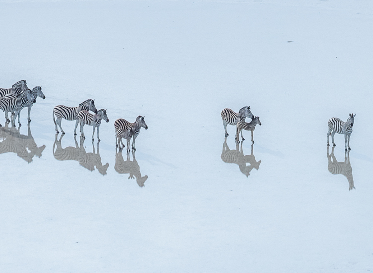 Helicopter Horizons - Zebra Reflections