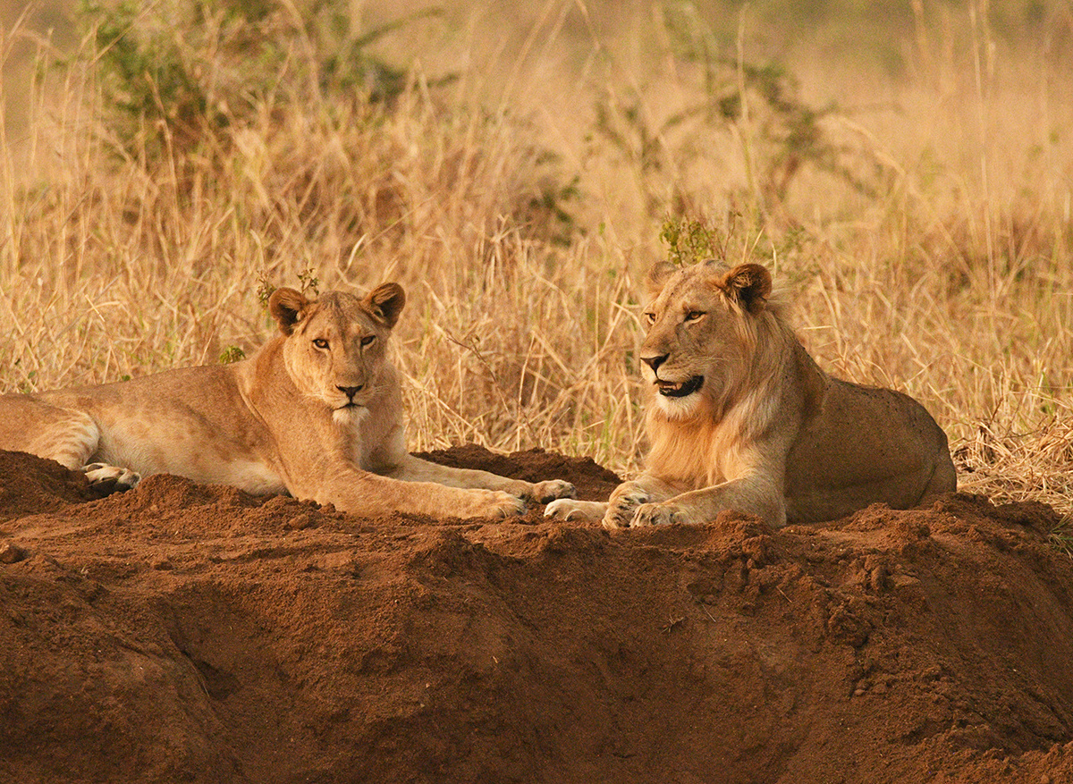 Lions in Kidepo Valley National Park, Uganda