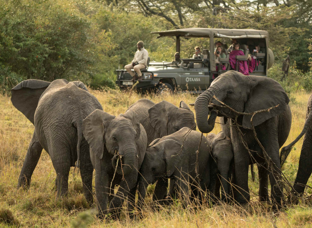 TAASA Lodge - Safari