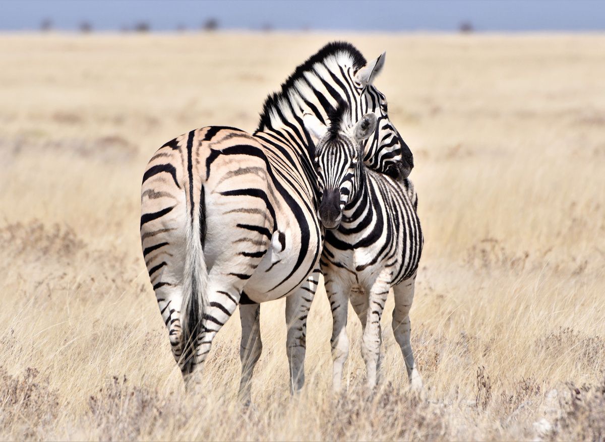 Zebra's - Etosha National Park