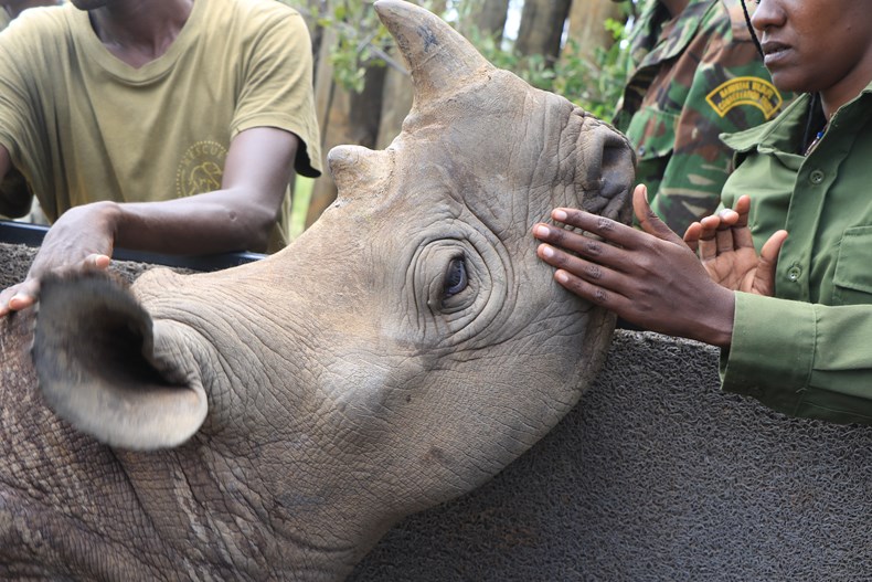 0819-the-healthy-black-rhino-biding-farewell-to-to-some-of-his-keepers-at-reteti-3_credit-nrt.jpg