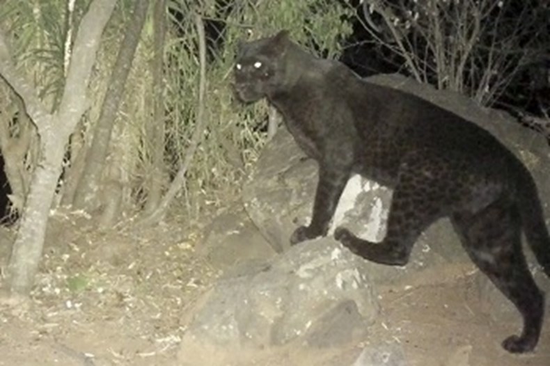 ATTA :: Elewana Collection report Rare Black Leopards in Loisaba ...