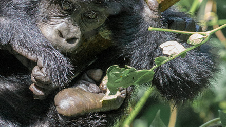 Gorilla+trekking%2C+Uganda%2C+Acacia+Africa+%28c%29+IG+%40thecuckooproject.jpg