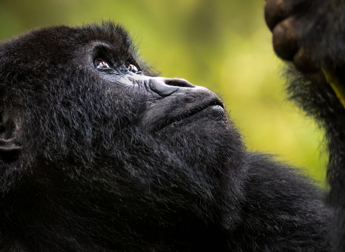 Singita Gorilla Trekking
