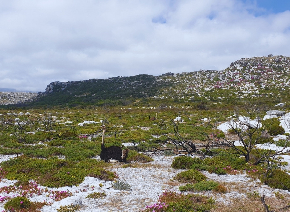 CAPE OF GREAT WALKS.jpg