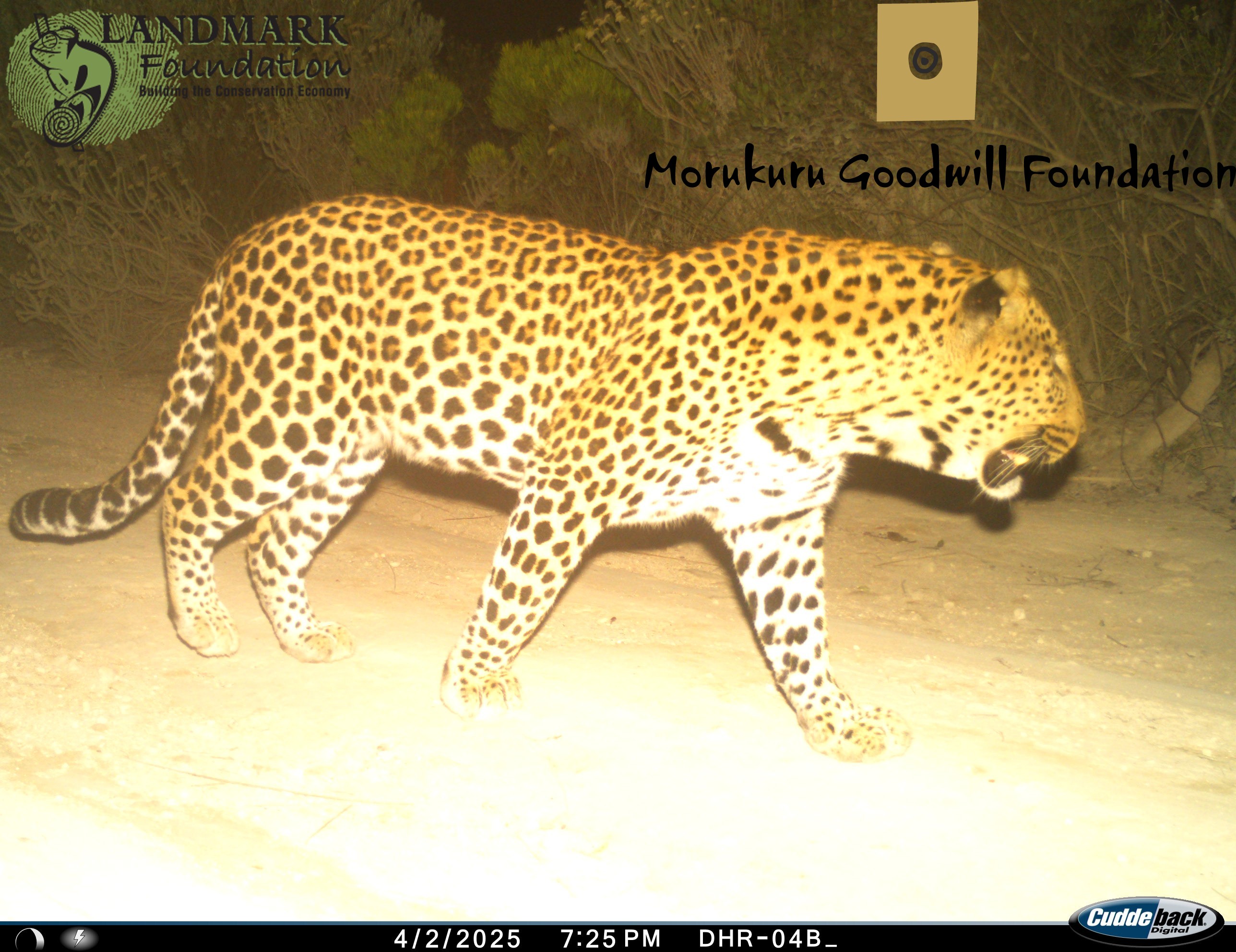 leopard_de+hoop+nature+reserve+%281%29.jpg