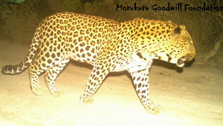 Leopard_De+Hoop+Nature+Reserve+%281%29.JPG