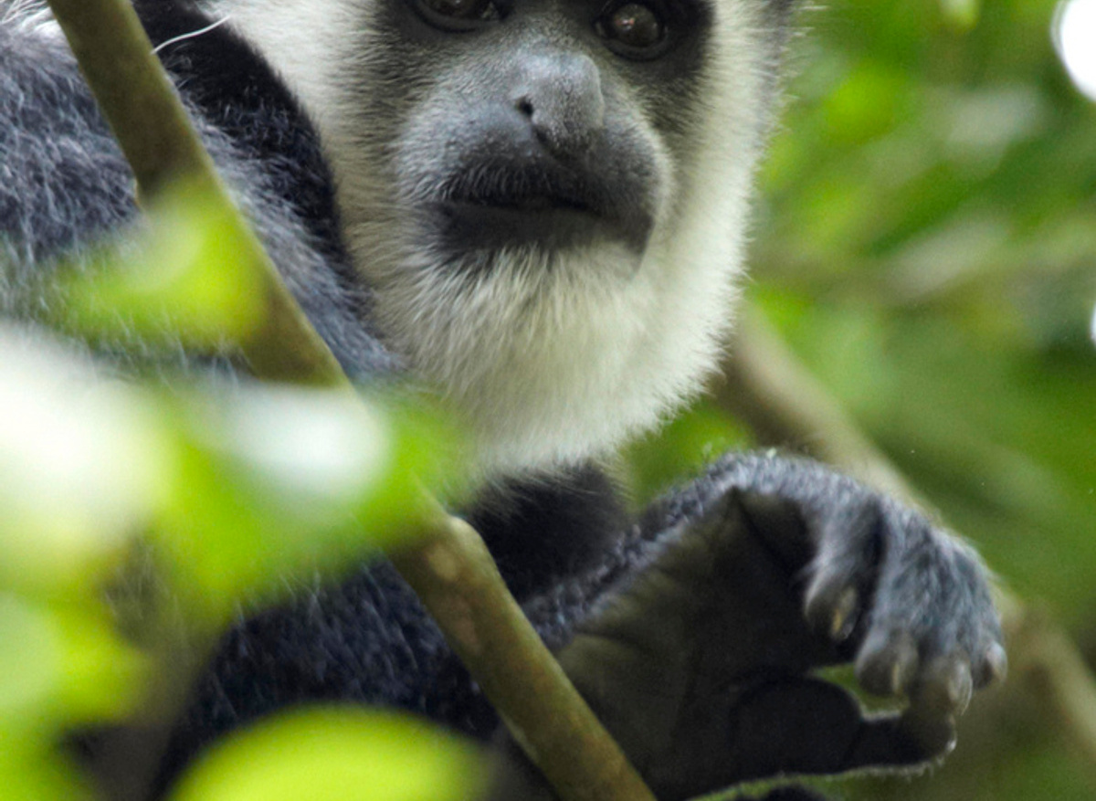 Black&WhiteColobus.jpg