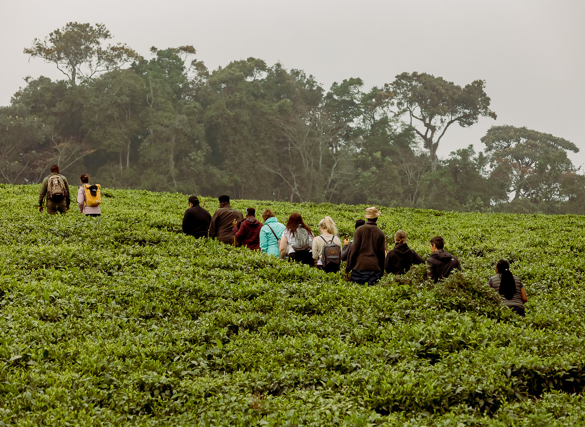 Tea Plantation visit in Nyungwe 