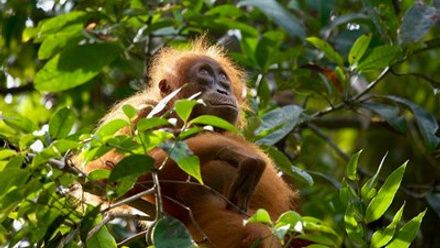 Orangutan_copyright Huw Cordey.jpg