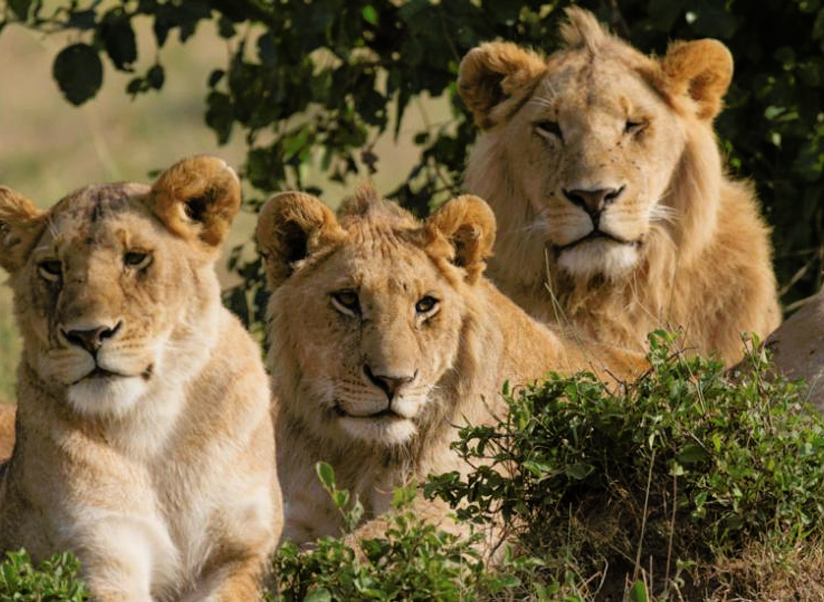 Lions at Akagera National Park.jpg