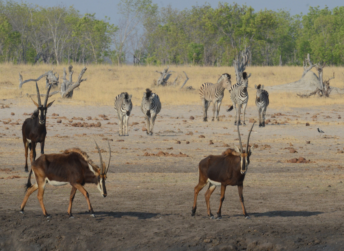 CampHwange_game_viewing_12