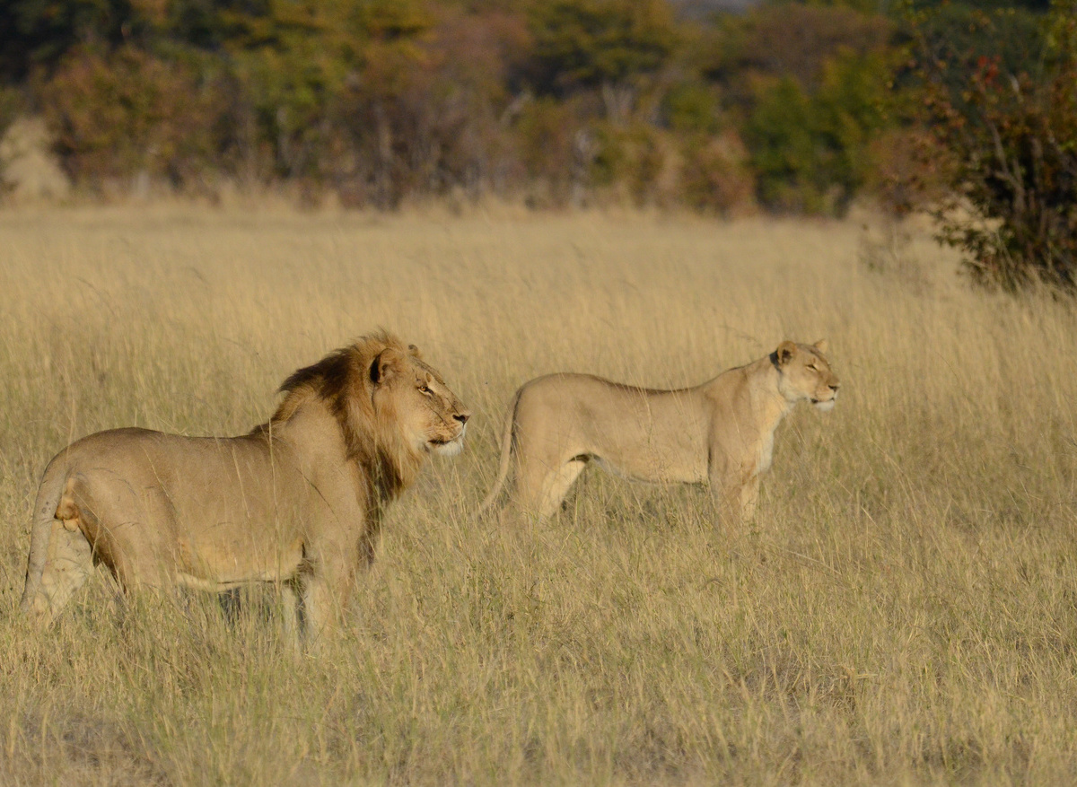 CampHwange_game_viewing_11