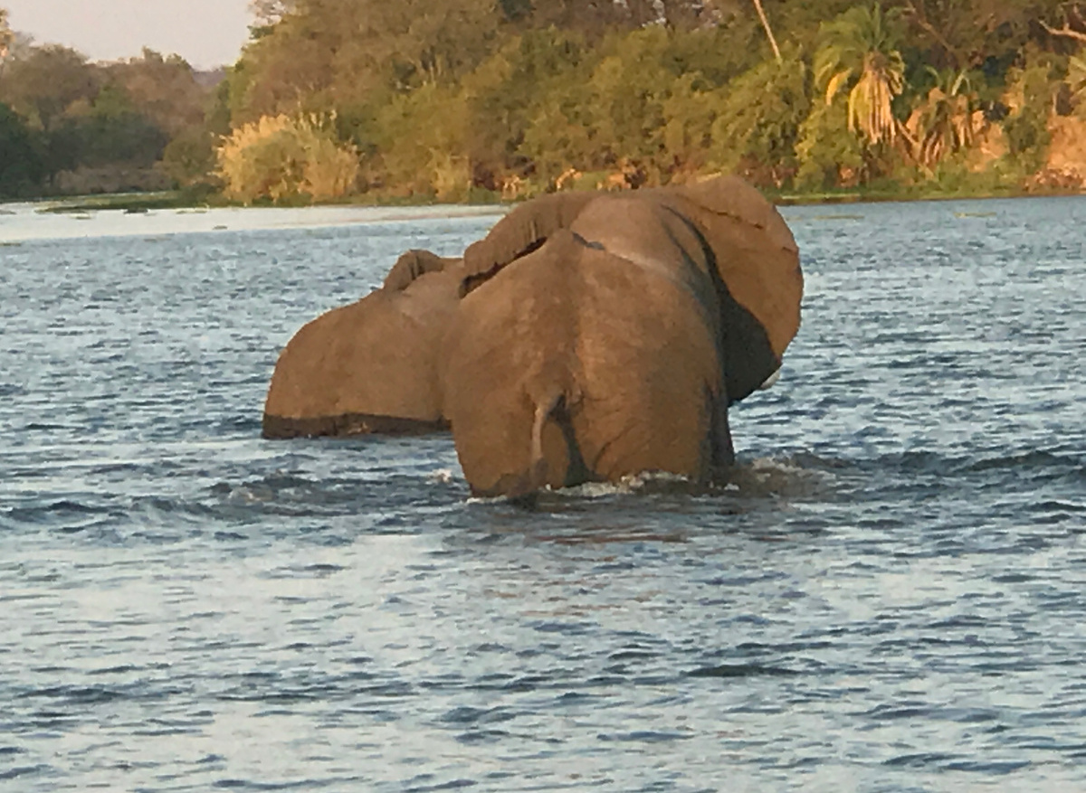 Elephants of the Zambezi River 