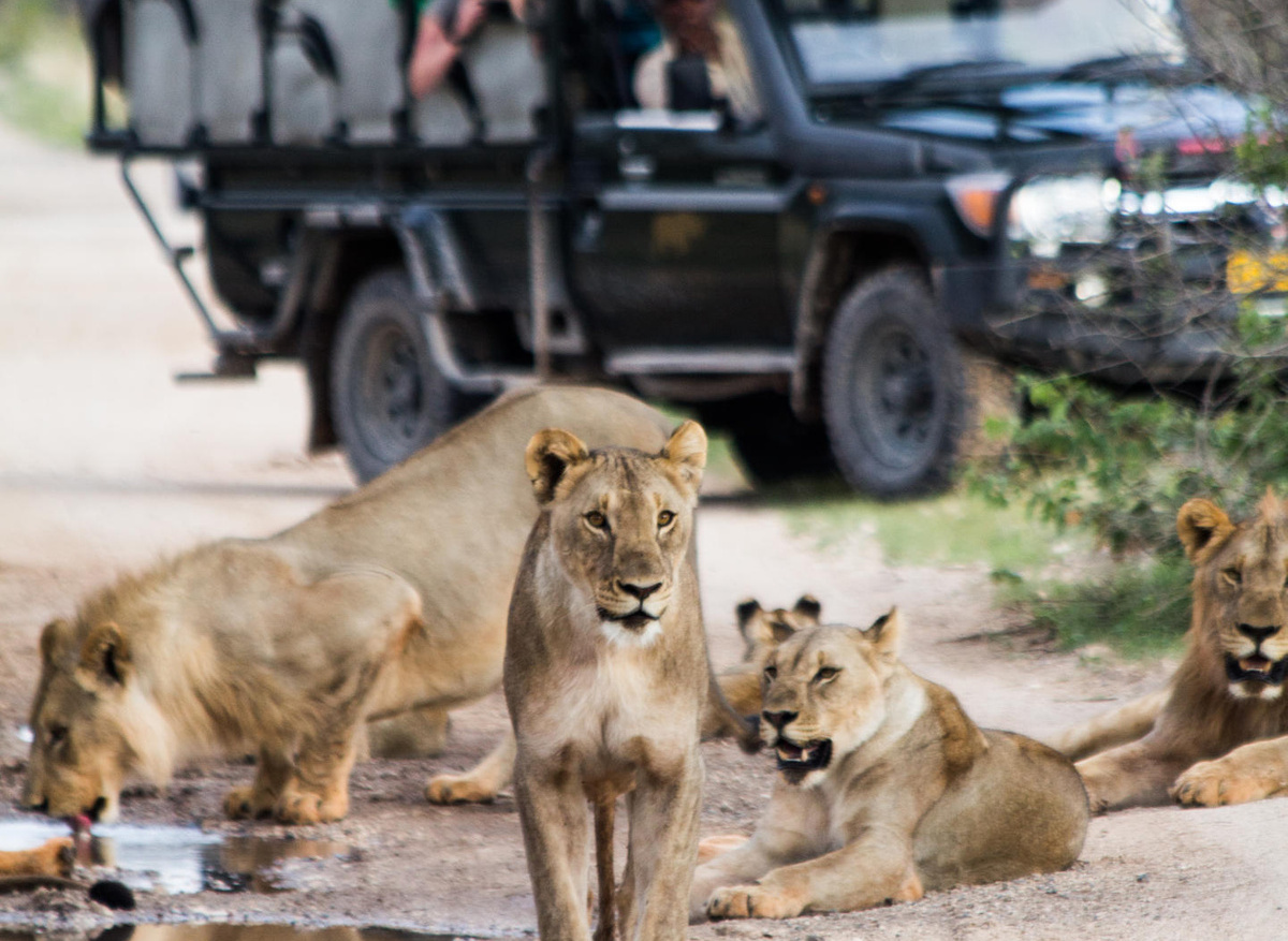 Ongava Game Reserve .jpg