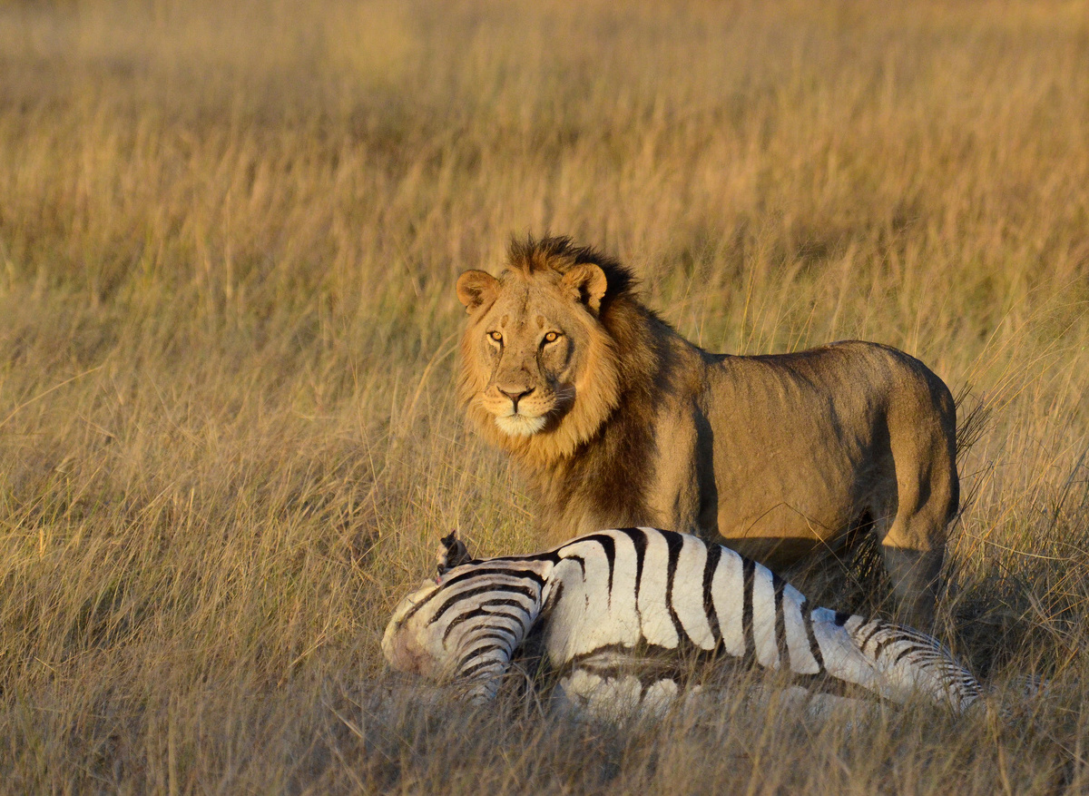 CampHwange_game_viewing_04