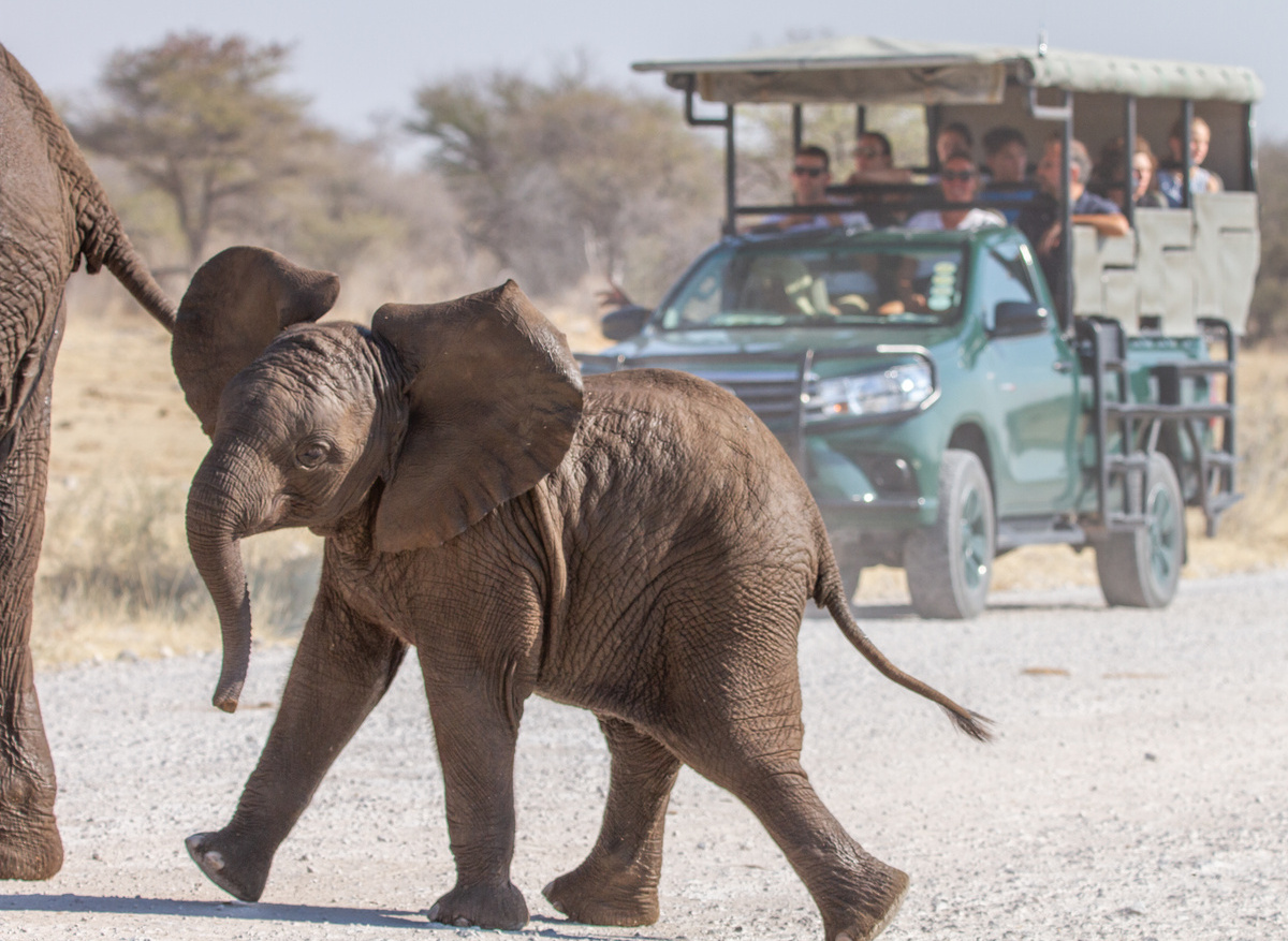 Etosha National Park - Credit Ute von Ludwiger (15).JPG