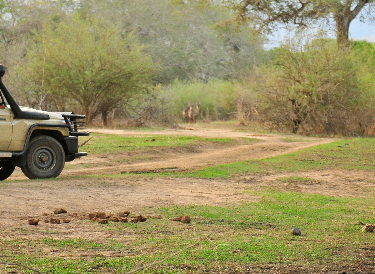RoyalZambezi-Game drive Lion