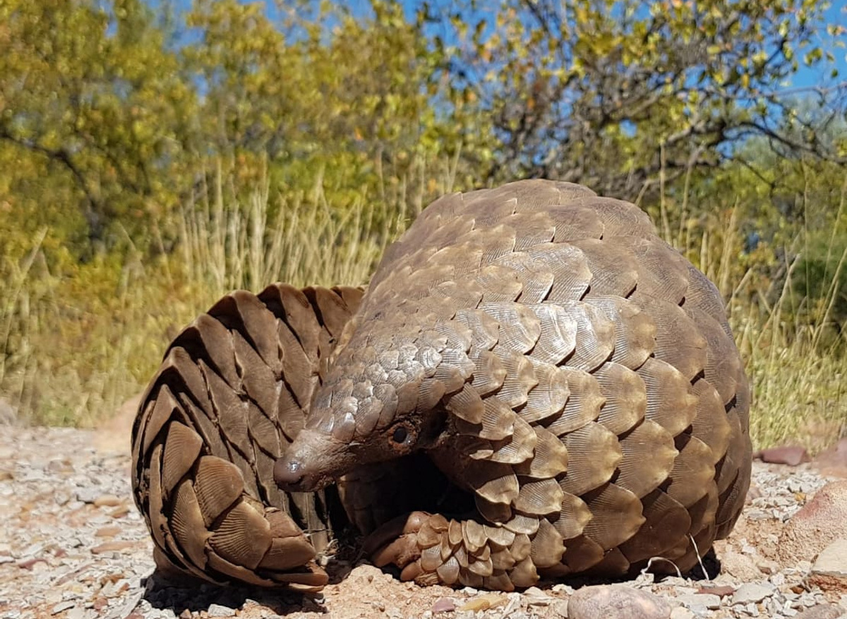 Pangolin