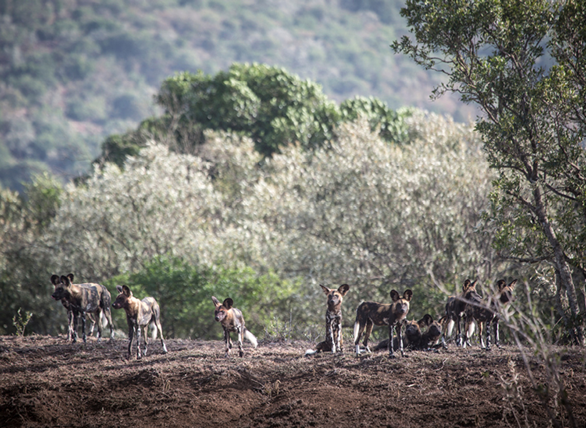 Wild dogs in Kruger