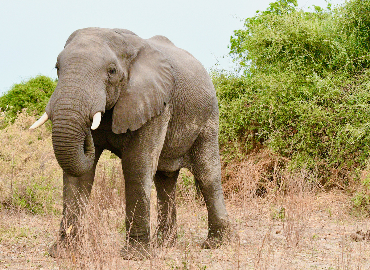 Elephant in Akagera National Park, Rwanda