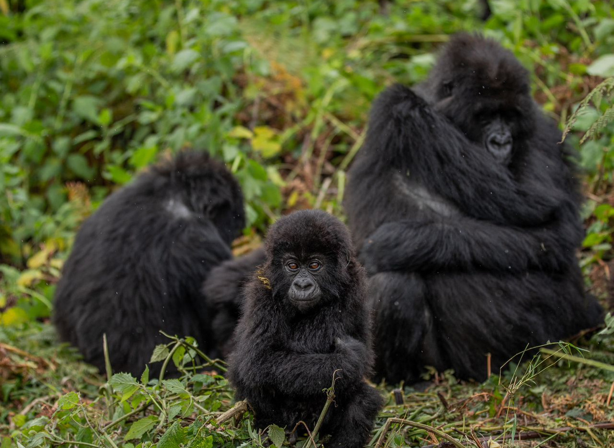 Gorille Trekking in Rwanda