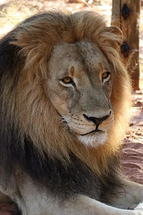 Screenshot_20260414-113709_Lion+1.jpg