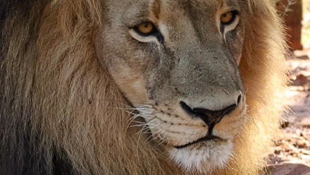 Screenshot_20260414-113709_Lion+1.jpg