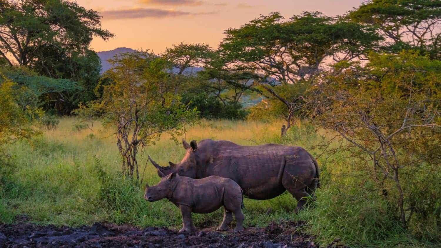 Rhinos.jpg