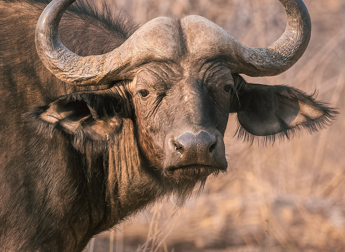 Buffalo - Hwange, Zimbabwe