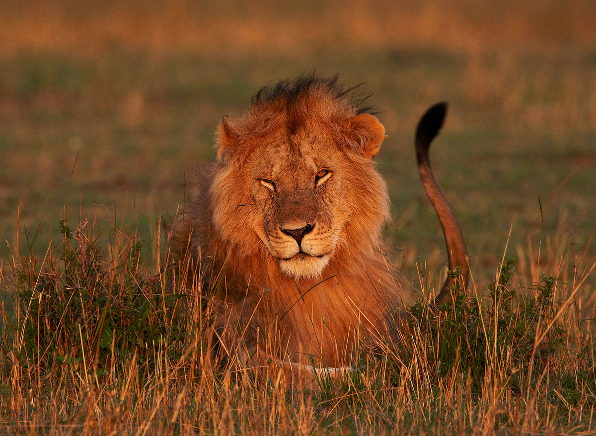 Male lion