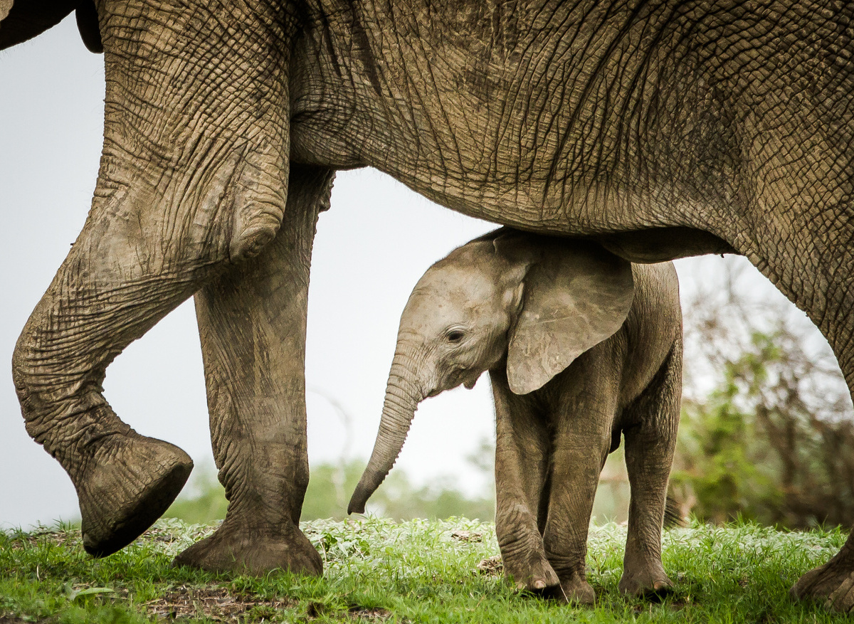 Savanna Safaris Elephant