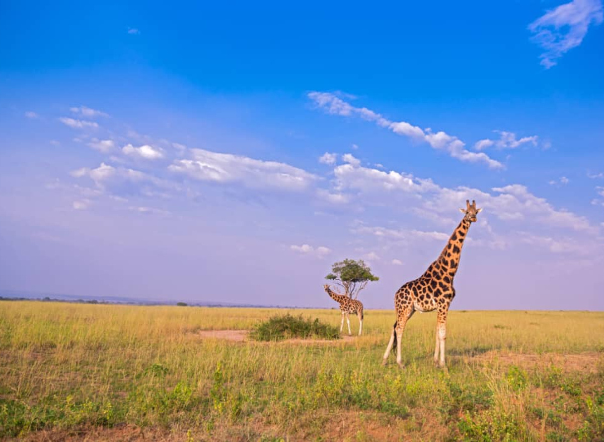 Giraffes