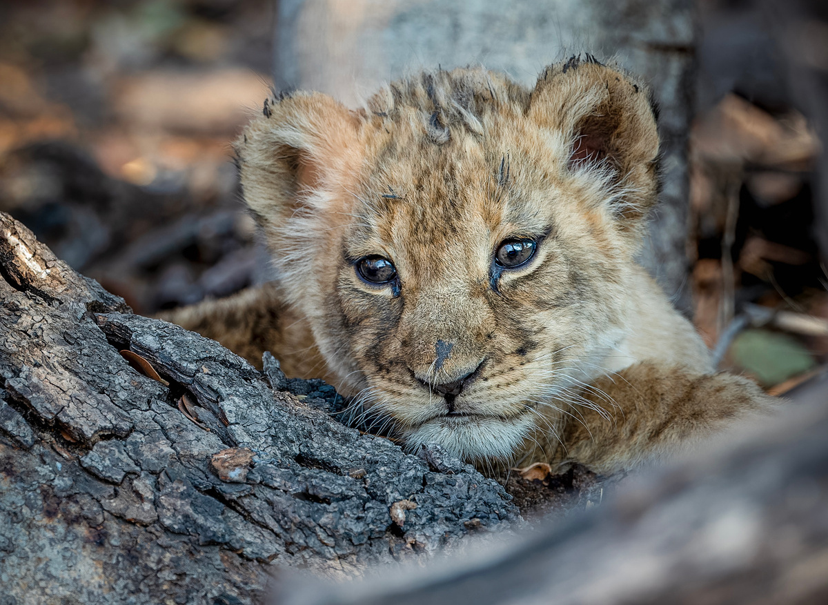Lion cub - Hwange, Zimbabwe