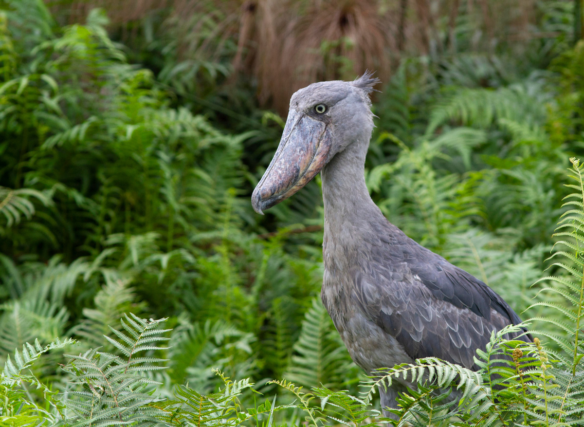 Shoebill in Mabamba 